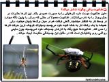 h7b8_spiders_-5-5.jpg