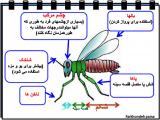 i5fw_insects-17-7.jpg