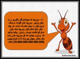 ihks_l-s-c-ant-10.jpg