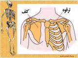 ipyp_body-skeleton-5-9.jpg