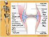 iqts_body-skeleton-11-4.jpg