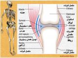 iqts_body-skeleton-11-4.jpg