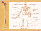 izcz_body-skeleton-2-11.jpg