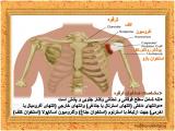 jo5b_body-skeleton-5-10.jpg