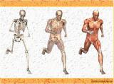 kj2z_body-skeleton-1-18.jpg
