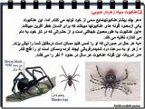 kuvu_spiders_-4-8.jpg