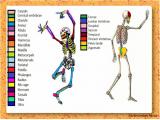 l5nw_body-skeleton-5-15.jpg