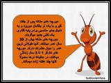 lmmy_l-s-c-ant-6.jpg