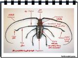 lqp3_insects-17-14.jpg