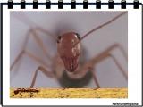 m14k_insects-16-3.jpg