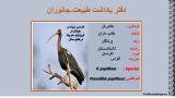 mkv3_stork-5-9.jpg