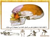 nq1m_body-skeleton-7-4.jpg