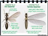o6v7_insects-9-12.jpg