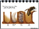 o77g_insects-25-9.jpg