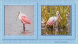 oak_stork-5-4.jpg