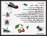 ogea_invertebrate_project-4-4.jpg