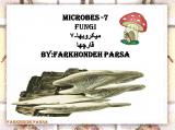 okf4_microbes-7-1.jpg