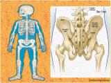 po2o_body-skeleton-5-12.jpg