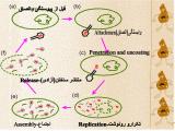 q117_microbes-2-6.jpg