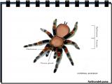 q86p_spiders_-5-19.jpg