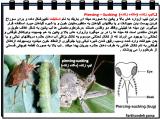 qi6e_insects-15-23.jpg