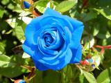 qkxg_rose_20(7).jpg