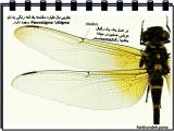 qmdn_insects-12-7.jpg