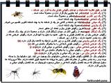 qqo8_insects-13-4.jpg