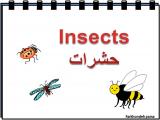 qw6b_insects_-1-2.jpg
