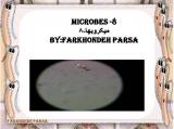 qwqj_microbes-8-1.jpg
