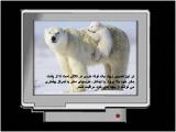 r2za_polar_bear-17.jpg