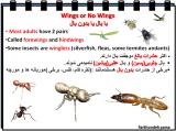 r5t_insects-7-3.jpg