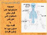 r8sy_body-skeleton-2-14.jpg