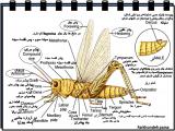shk5_insects-17-5.jpg