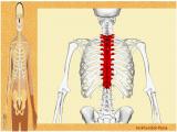 sjyz_body-skeleton-4-14.jpg
