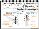 sx8s_insects-9-11.jpg