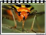 taer_insects-15-24.jpg