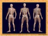 tpak_body-skeleton-1-4.jpg