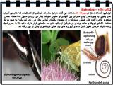 ts50_insects-15-26.jpg