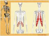 uz6x_body-skeleton-4-16.jpg