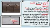 v19v_stork-5-5.jpg