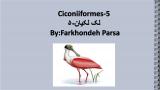 vsb_stork-5-1.jpg