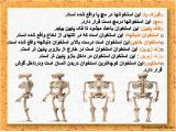 w4ek_body-skeleton-1-12.jpg