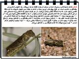 w640_insects-11-7.jpg