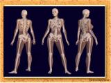 wirj_body-skeleton-1-3.jpg