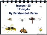 wmf6_insects-13-1.jpg