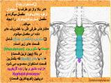 wmhm_body-skeleton-5-6.jpg