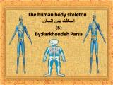 wy8r_body-skeleton-5-1.jpg