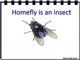 xgj9_insects-2-2.jpg