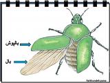 xgjw_insects-7-5.jpg